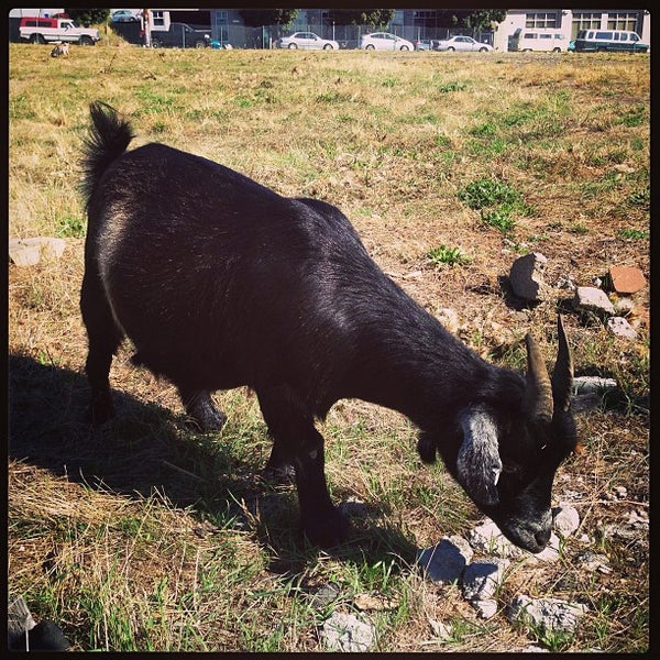 9/19/2013 tarihinde John B.ziyaretçi tarafından The Belmont Goats'de çekilen fotoğraf