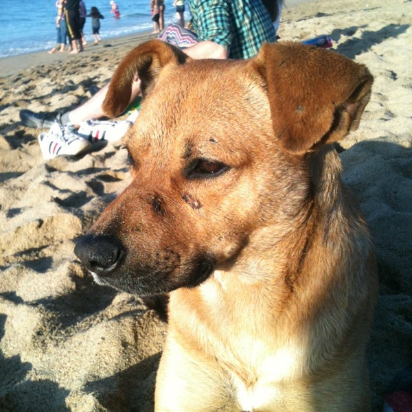Photo taken at Playa Caleta Portales by Francisca C. on 12/31/2012
