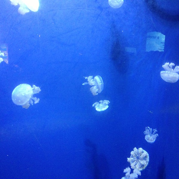 7/15/2013에 Kimberly M.님이 Oklahoma Aquarium에서 찍은 사진