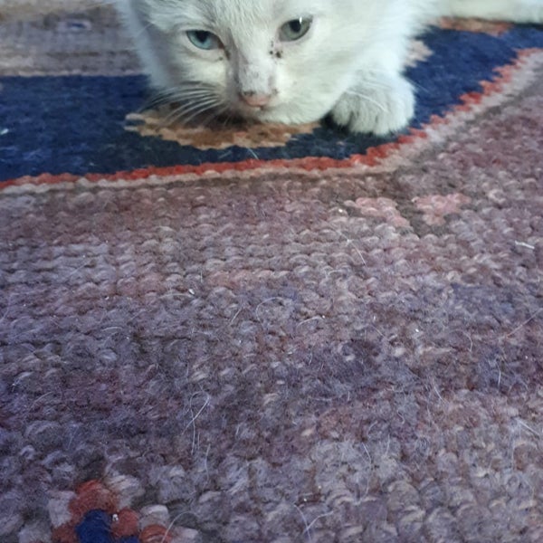 Van Kedi Evi 2810 ziyaretçidan 26 tavsiye
