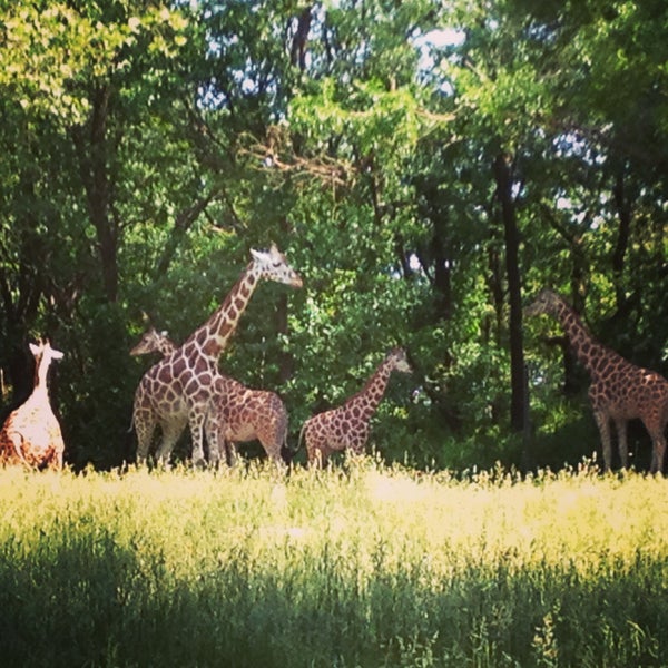 รูปภาพถ่ายที่ Bronx Zoo โดย Samhita เมื่อ 6/2/2013