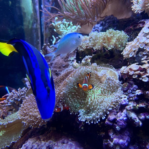 Foto diambil di Aquarium of the Bay oleh R.AlQahtani pada 12/15/2021