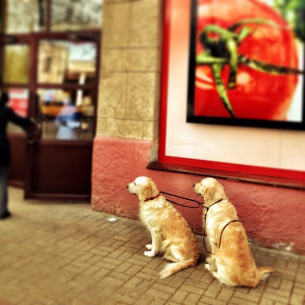 Тихая касса инвалиды. Кафе европа могилев. Сеть гастрономов квартал. Тихая касса инвалиды. Ем могилев.