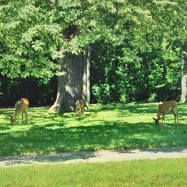 Cummingston Park Royal Oak, MI