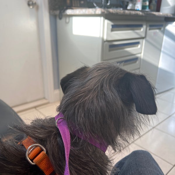 All Pets Vet Hospital Pet Service