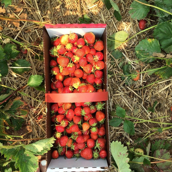 7/4/2015 tarihinde Fiona R.ziyaretçi tarafından Apple Holler'de çekilen fotoğraf