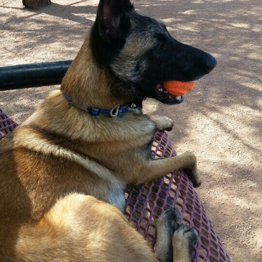 Photos at Tempe Sports Complex Dog Park 8401 S Hardy Dr.