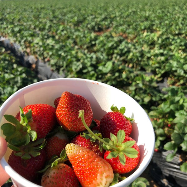 Photo taken at U-Pick Carlsbad Strawberry Co. by Ahmad on 6/20/2020