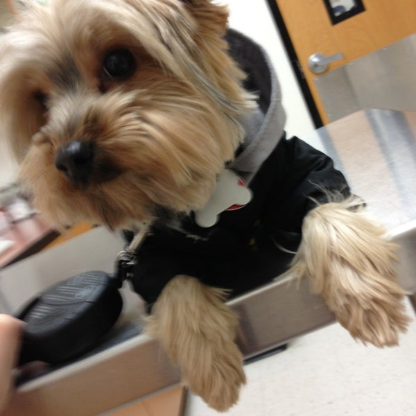 petsmart everett banfield