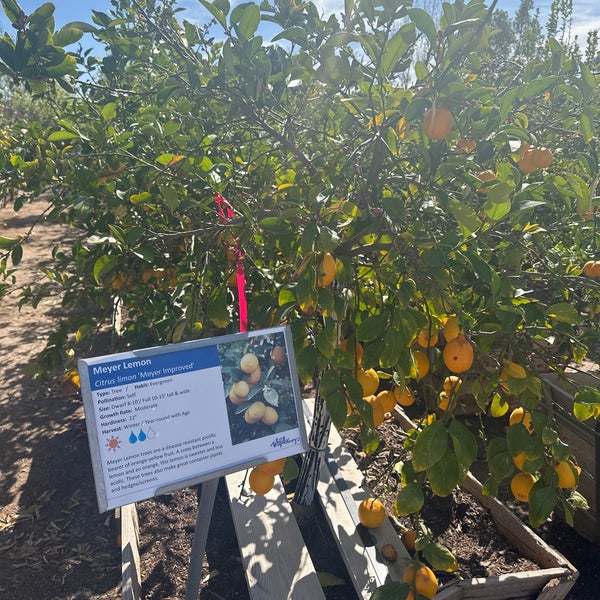 Whitfill Nursery Camelback East Phoenix, AZ