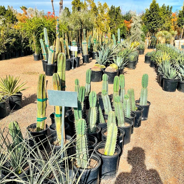 Whitfill Nursery Camelback East Phoenix, AZ