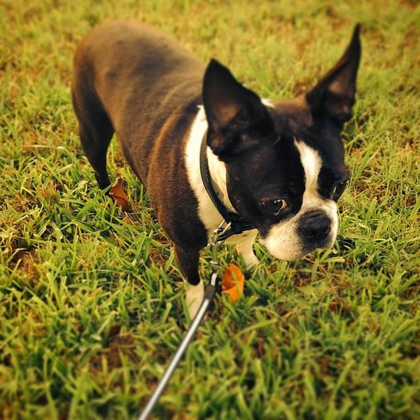 Prestigious Pets Dallas Dog Walking and Pet Sitting Dallas, TX