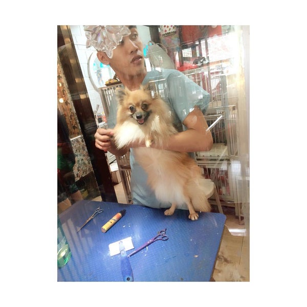 Cartimar dogs for sale cheap