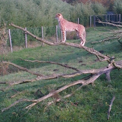 Photo taken at Zoo Parc Overloon by Anika d. on 11/19/2012