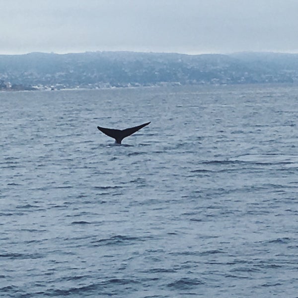 Foto diambil di Davey&#39;s Locker Sport Fishing &amp; Whale Watching oleh gno m. pada 4/27/2019