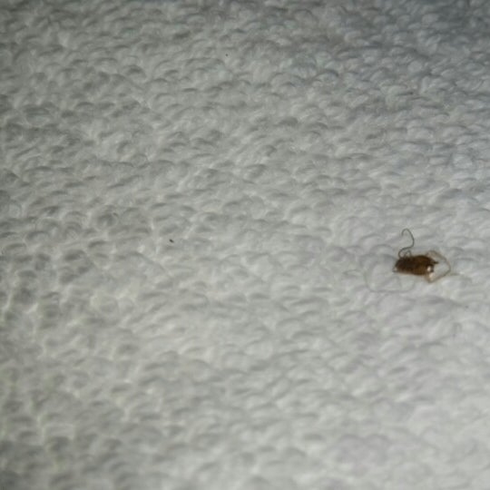 Extremely nasty place to stay ... here is prove .. . Dead roaches everywhere