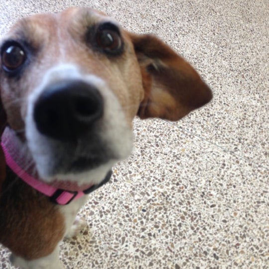 Photos At Garden Grove Dog Cat Hospital Veterinarian In Garden
