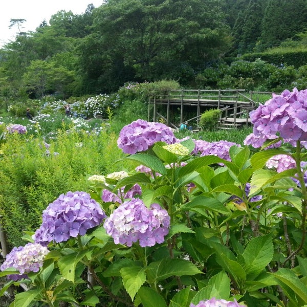 Photos At 花の郷 滝谷花しょうぶ園 宇陀市 奈良県