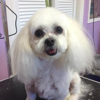 K9 procuts cheap