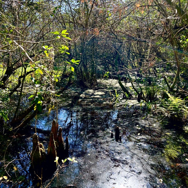 12/26/2021 tarihinde Martina C.ziyaretçi tarafından Audubon&#39;s Corkscrew Swamp Sanctuary'de çekilen fotoğraf