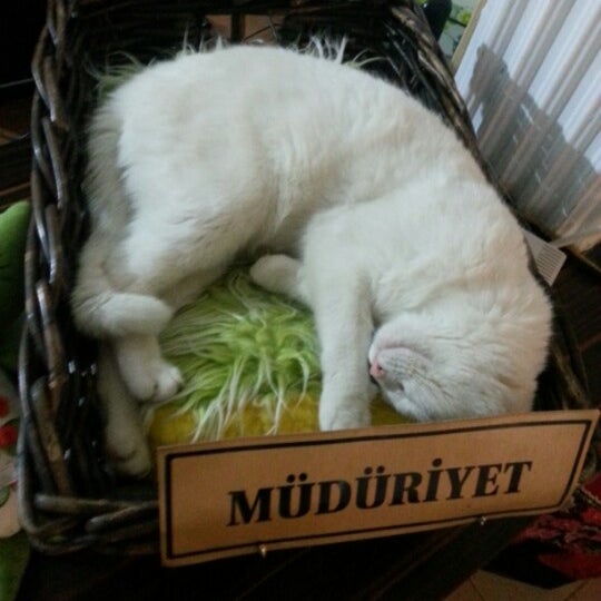 kedi cafe