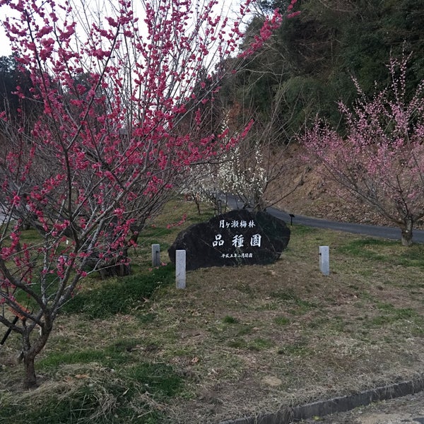 Photos At 月ヶ瀬梅林品種園 月ヶ瀬尾山 Photos At 月ヶ瀬梅林品種園 月ヶ瀬尾山