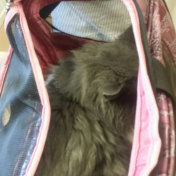 vca anderson animal hospital