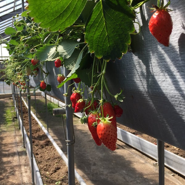渥美観光マル武農園 マルタケエン Farm In 田原市