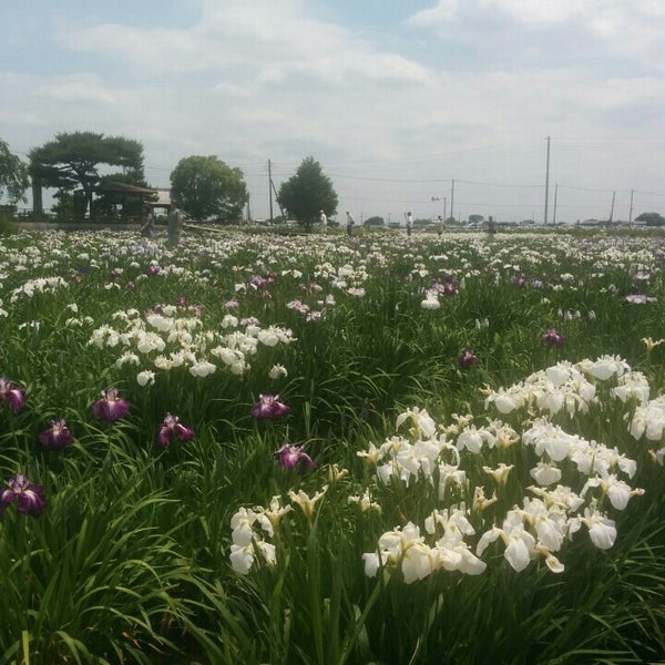 菖蒲城趾あやめ園 久喜市 埼玉県 菖蒲城趾あやめ園 久喜市 埼玉県