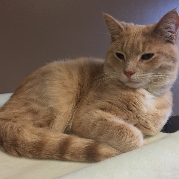 toledo humane society cats