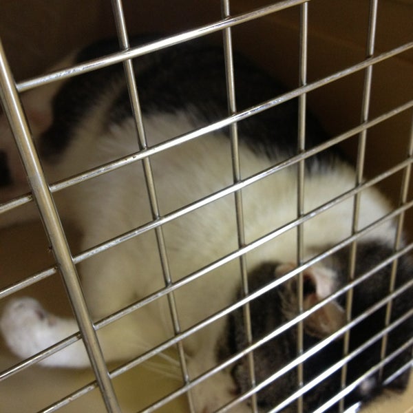 Photos At Arapaho Rd Animal Clinic Richardson Tx