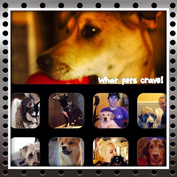 รูปภาพถ่ายที่ Woof in Boots | Doggy Day Care | Boarding | Grooming | Training | Pet Taxi โดย Where&#39;s W. เมื่อ 2/21/2014