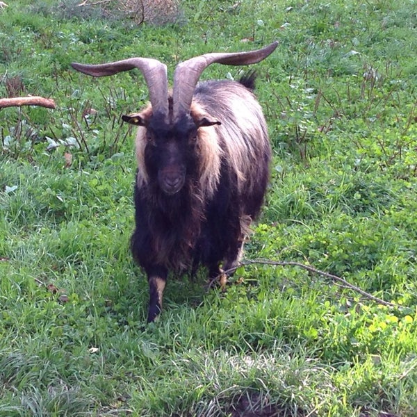 Photo taken at Hochwildpark Rheinland by Achim C. on 11/3/2013