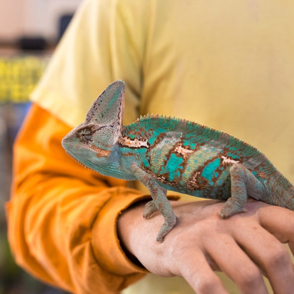Hewitt reptile sale emporium
