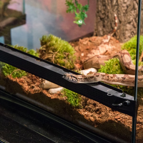 Hewitt reptile sale emporium