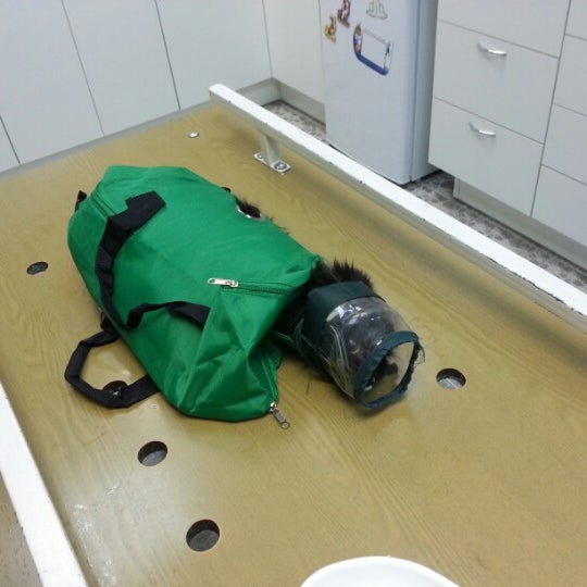 Ветклиника на олега кошевого мурманск. Фаворит мурманск. Ветеринарная клиника иветас мурманск. Иветас мурманск. Ветклиника мурманск шевченко 40а иветас.