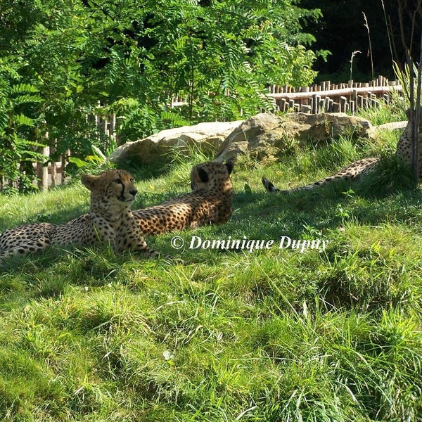 Photo taken at Les Jardins de Beauval by Business o. on 2/20/2020
