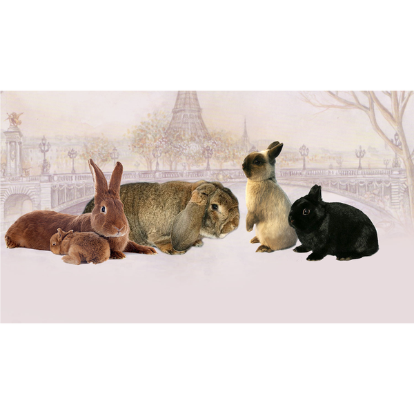 Les Animaux De Paris Passy 91 Rue De La Pompe