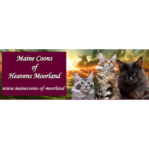 Maine Coons Of Heavens Moorland Karlshorst Berlin Berlin