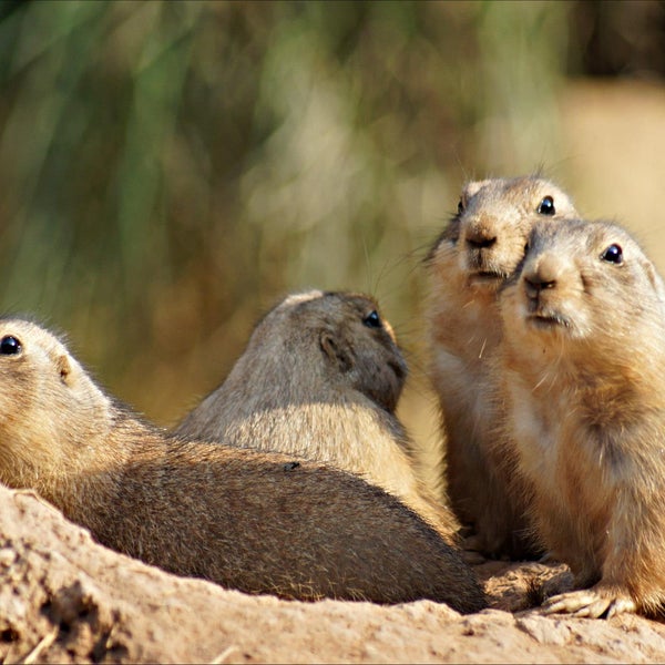 The prairie dog exhibit is worth the price of admission.