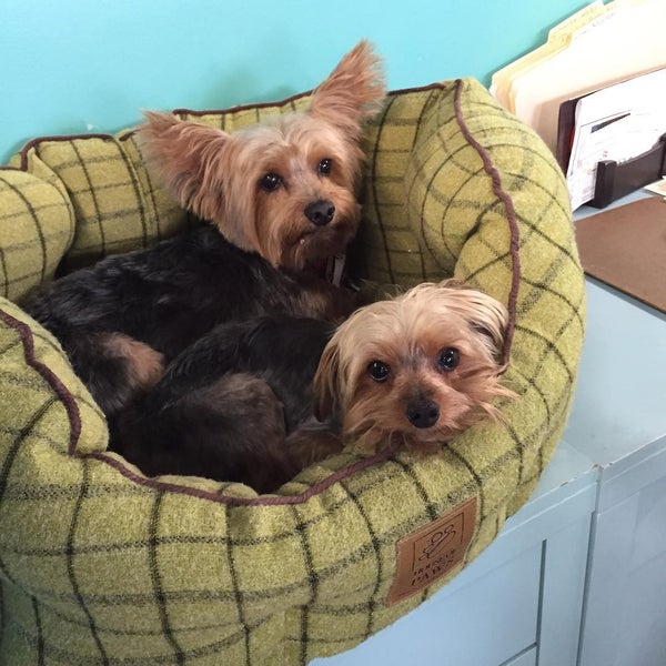 Photo taken at Pupcakes Playcare by Pupcakes P. on 8/7/2015