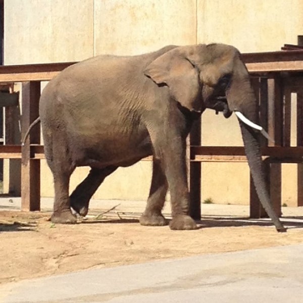 Elephant house. Elephant House Zoo. Tonic Elefant House.
