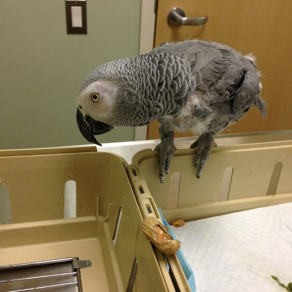 Das Foto wurde bei The Center For Avian &amp; Exotic Medicine von Dana R. am 4/7/2013 aufgenommen
