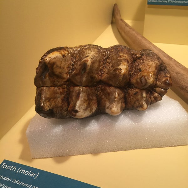 รูปภาพถ่ายที่ Gray Fossil Museum โดย James เมื่อ 5/29/2015
