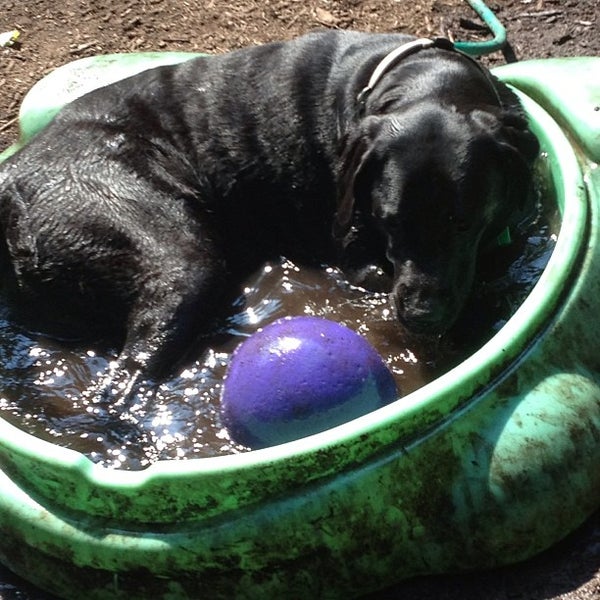 Photos at Vienna Dog Park Dog Park in Vienna