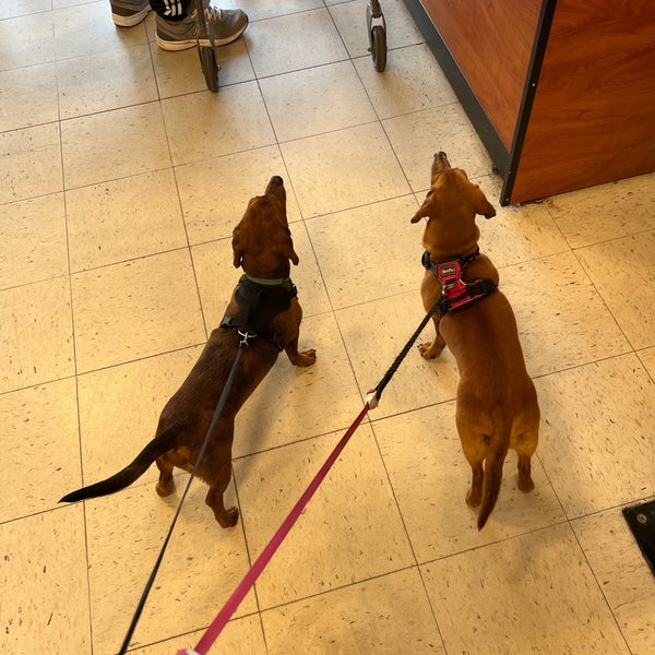 Petsmart coon sale rapids