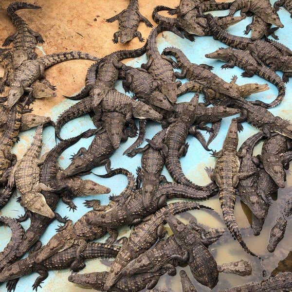 Foto de Granja de Cocodrilos de Antigua en Antigua, Las Palmas
