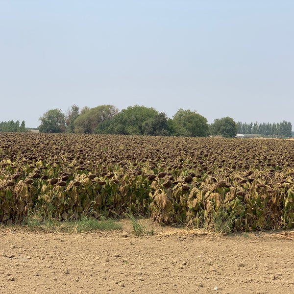 Sunflower Fields Davis, CA