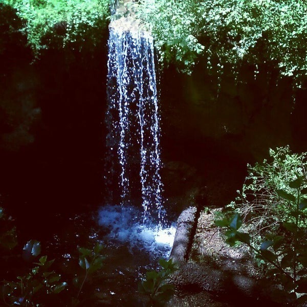 Jungle loop. Jungle loop