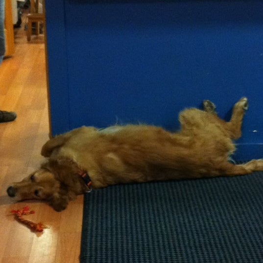 Small Dog Electronics South End Burlington, VT